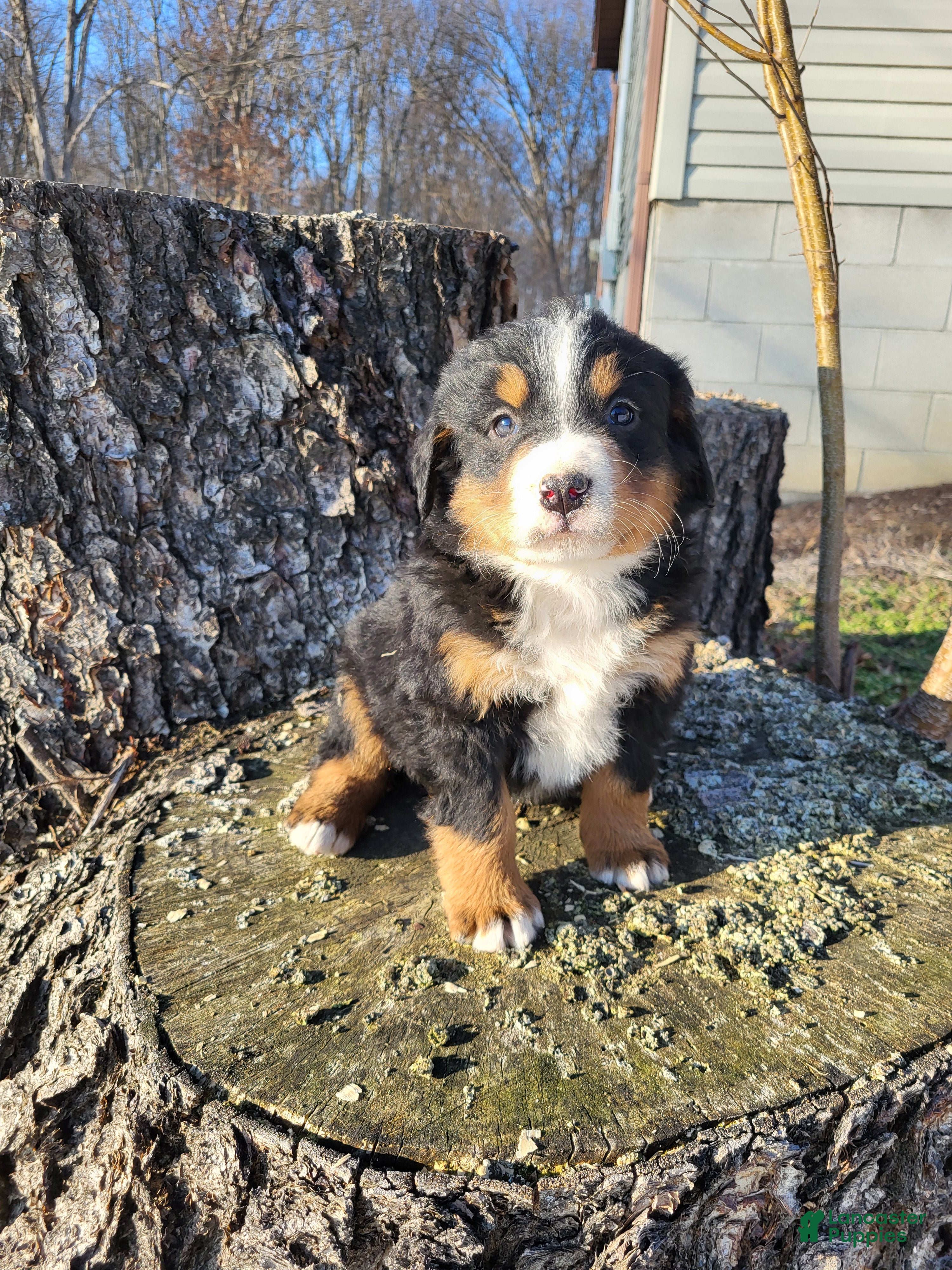 Bernese Mountain Dog dogs Stella - Ad 1