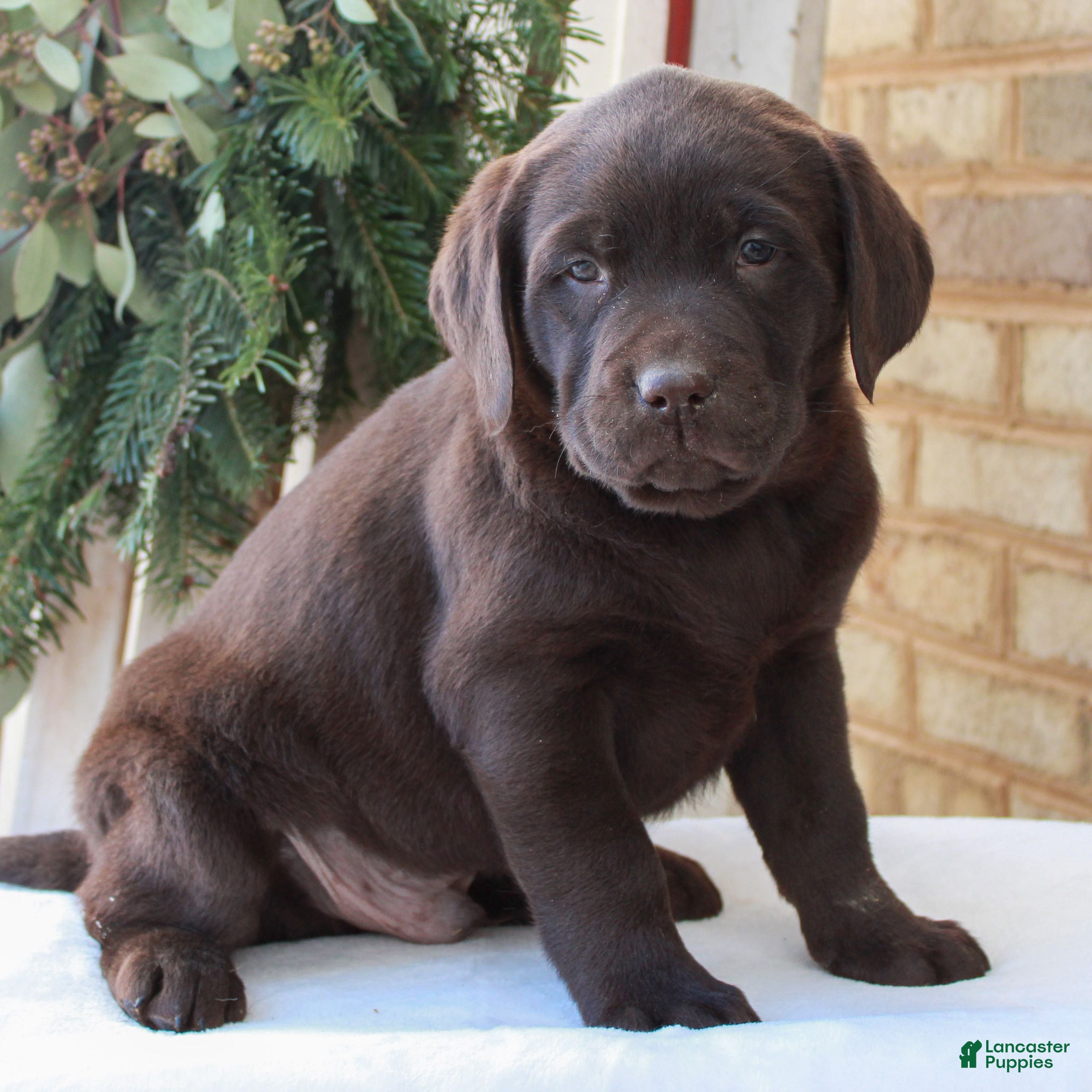Labrador Retriever dogs Brooks  - Ad 11