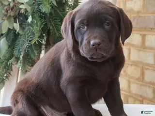 Labrador Retriever dogs Brooks - Ad 11