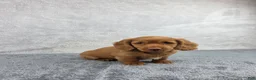 Miniature Dachshund dogs for sale: Sadie - Ad 6