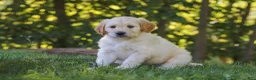 Mixed Breed dogs for sale: Jack - Ad 7
