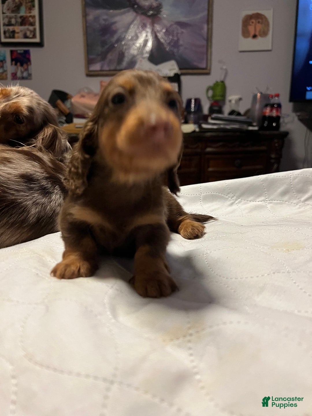 Miniature Dachshund dogs for sale: Russian AKC boy - Ad 6