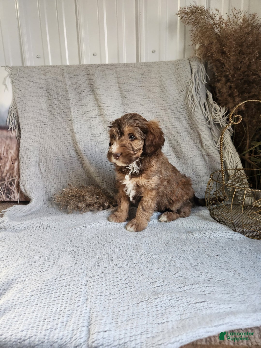 Bernedoodle dogs for sale: Lola - Ad 3