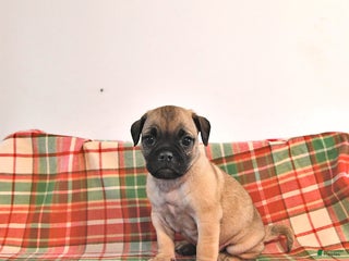 Jug dogs Marco - Ad 2