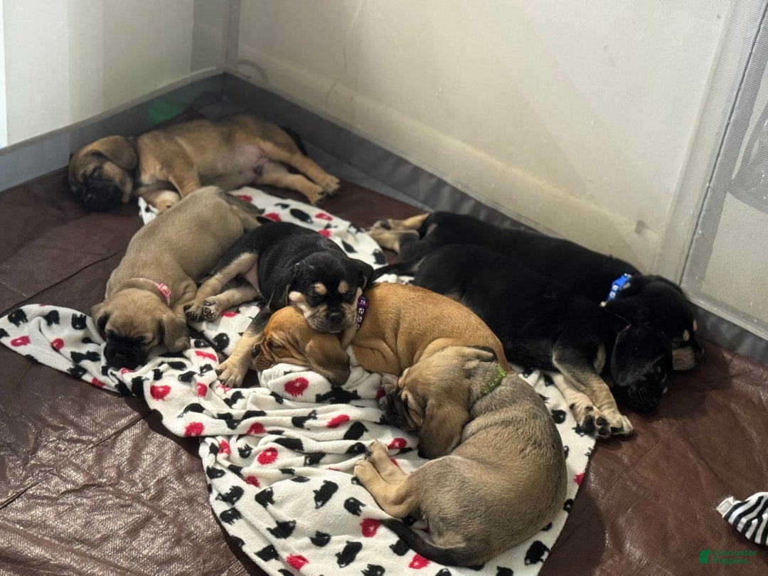 Gallery Image {{count}}