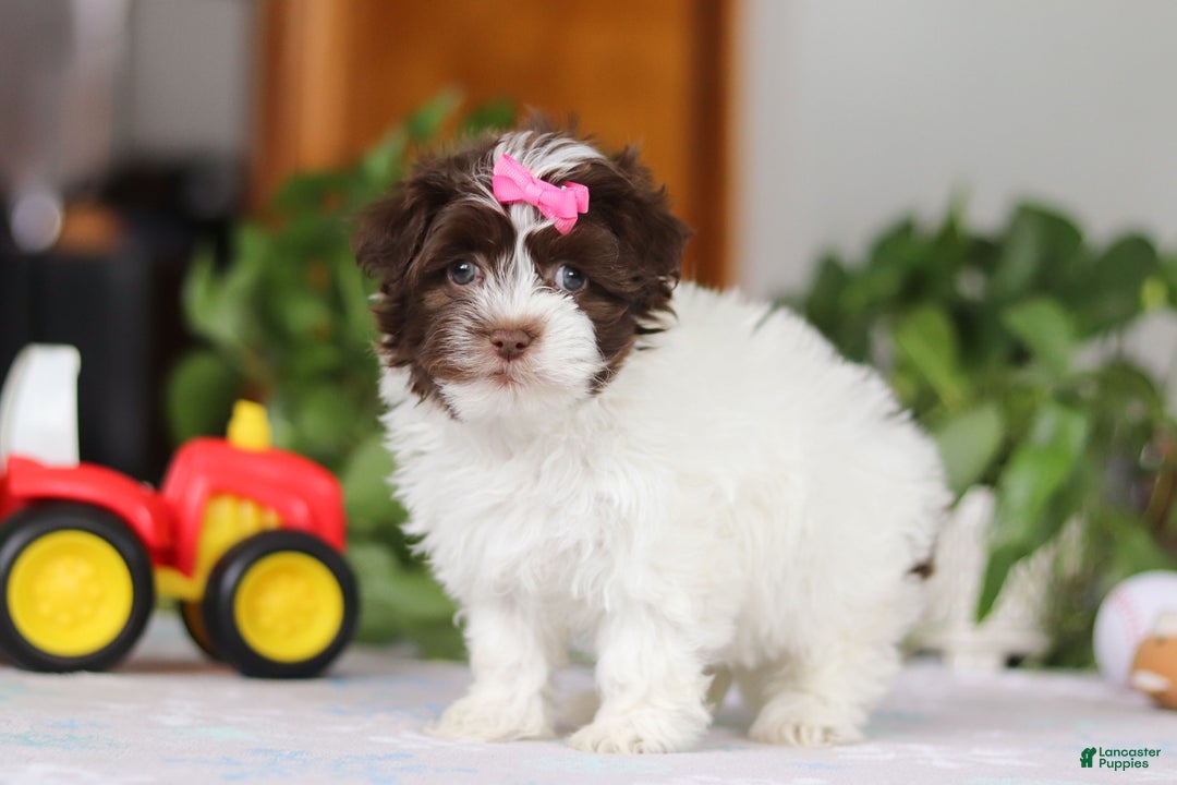 Havanese dogs for sale: Violet - Ad 2
