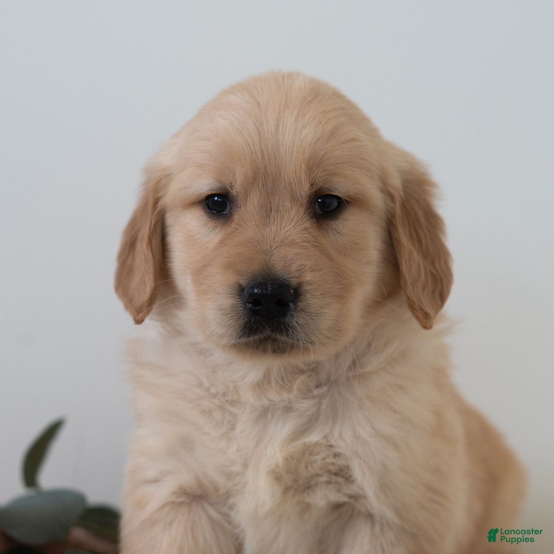 Golden Retriever dogs for sale: Sherlock  - Ad 3