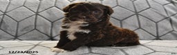 Portuguese Water Dog dogs for sale: Dime - Ad 13