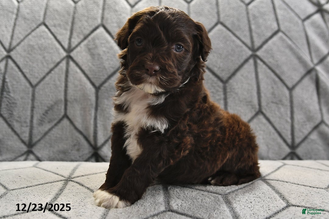 Portuguese Water Dog dogs for sale: Dime - Ad 13