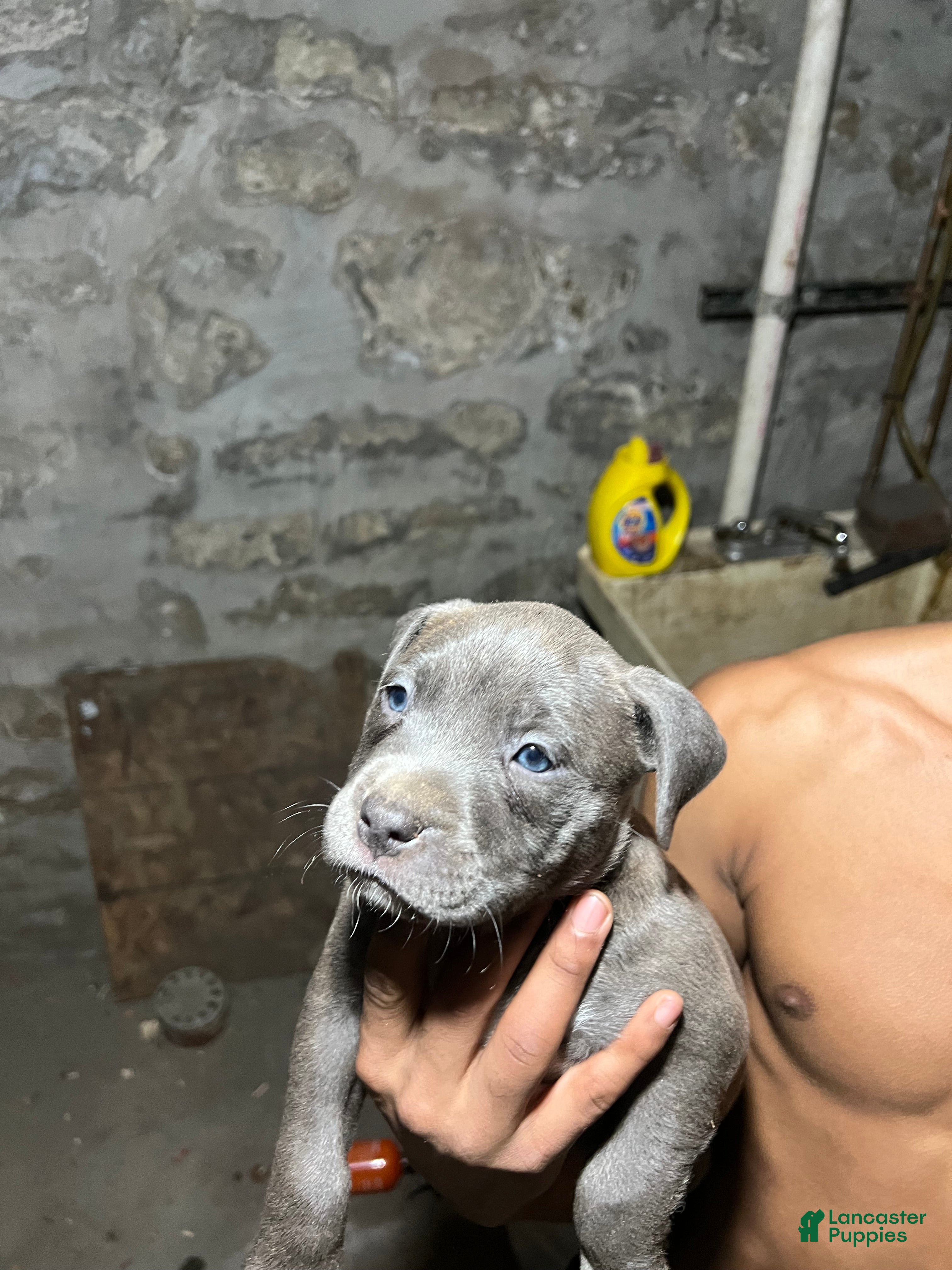 American Pit Bull Terrier dogs for sale: Pluto - Ad 4