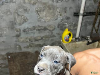 American Pit Bull Terrier dogs Pluto - Ad 37