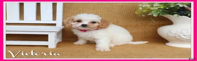 Victoria- red and white Cavapoo