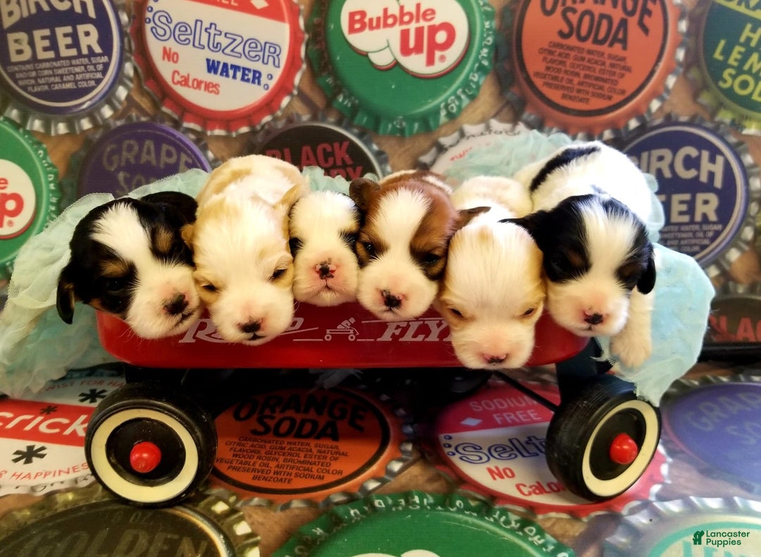 Gallery Image {{count}}