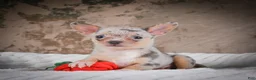 Chihuahua dogs for sale: Phillip - Ad 6