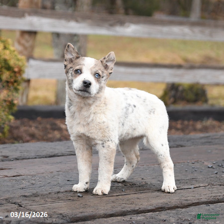 Mixed Breed dogs Daphne - Ad 1
