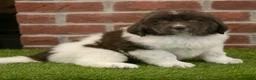 Newfoundland dogs for sale: Bambi - Ad 2