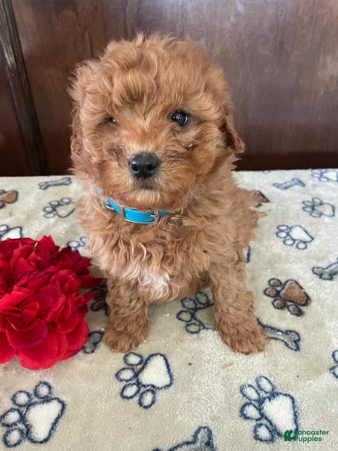 Mini Goldendoodle dogs for sale: Lance - Ad 1