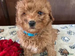 Mini Goldendoodle dogs Lance - Ad 19