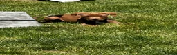 American Pit Bull Terrier dogs for sale: American Pit Bull Terrier Puppy 1 - Ad 3
