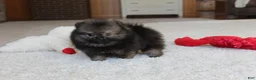 Pomeranian dogs for sale: Tiny Timmy - Ad 5