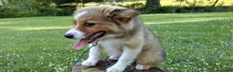 Australian Shepherd dogs for sale: Toby - Ad 7