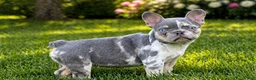French Bulldog dogs for sale: Poppy - Ad 4