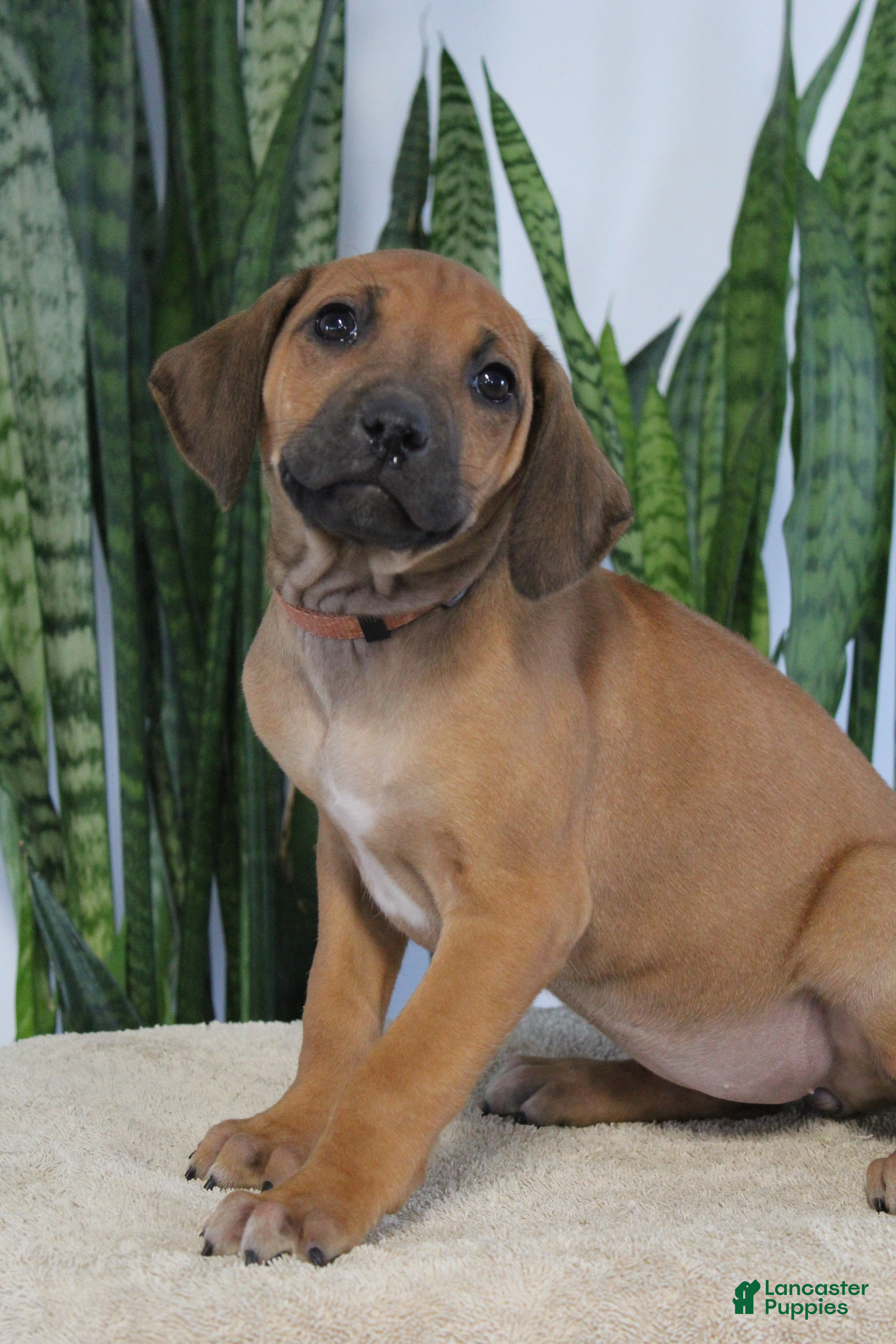 Rhodesian Ridgeback dogs Bena - Ad 7