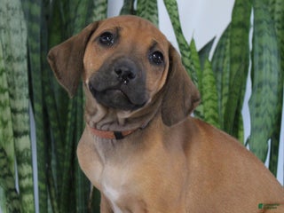 Rhodesian Ridgeback dogs Bena - Ad 7