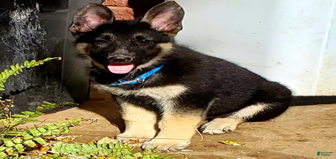 Gallery Image {{count}}