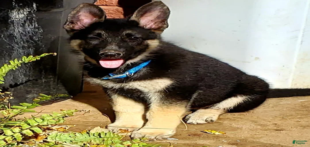 Gallery Image {{count}}