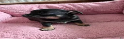 Chihuahua dogs for sale: Chihuahua 1 - Ad 7