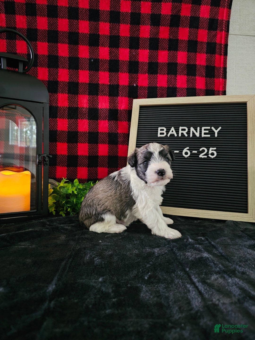 Miniature Schnauzer dogs for sale: Barney - Ad 3