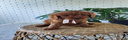 Cavapoo dogs for sale: Jack - Ad 3