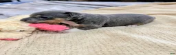 Rat Terrier dogs for sale: Annabelle - Mini Rat  - Ad 4