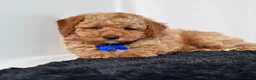 Mini Goldendoodle dogs for sale: Mr. Max - Ad 7