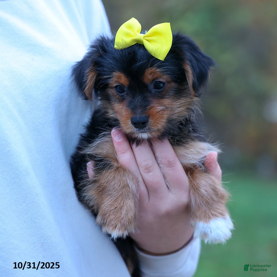 Yorkshire Terrier dogs for sale: Winston - Ad 10