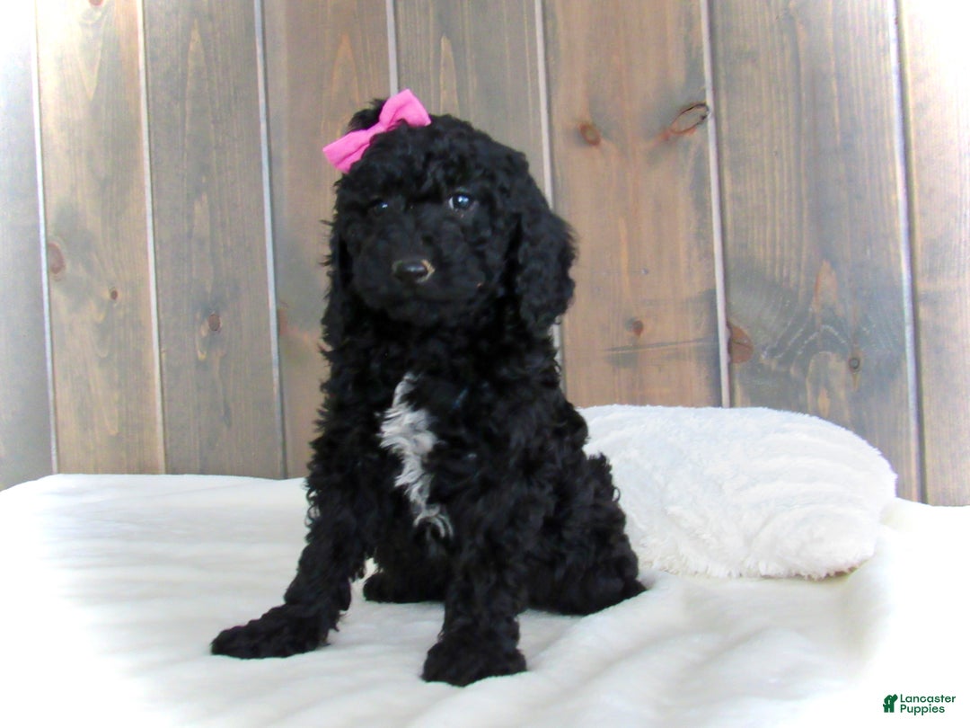 Mini Goldendoodle dogs for sale: Bella - Ad 19