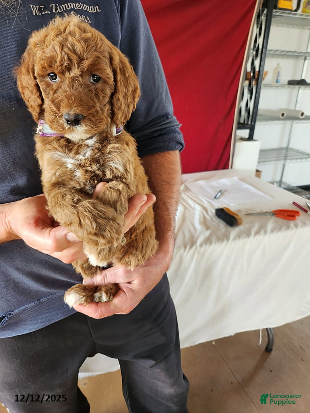 Goldendoodle dogs for sale: Hanna - Ad 3