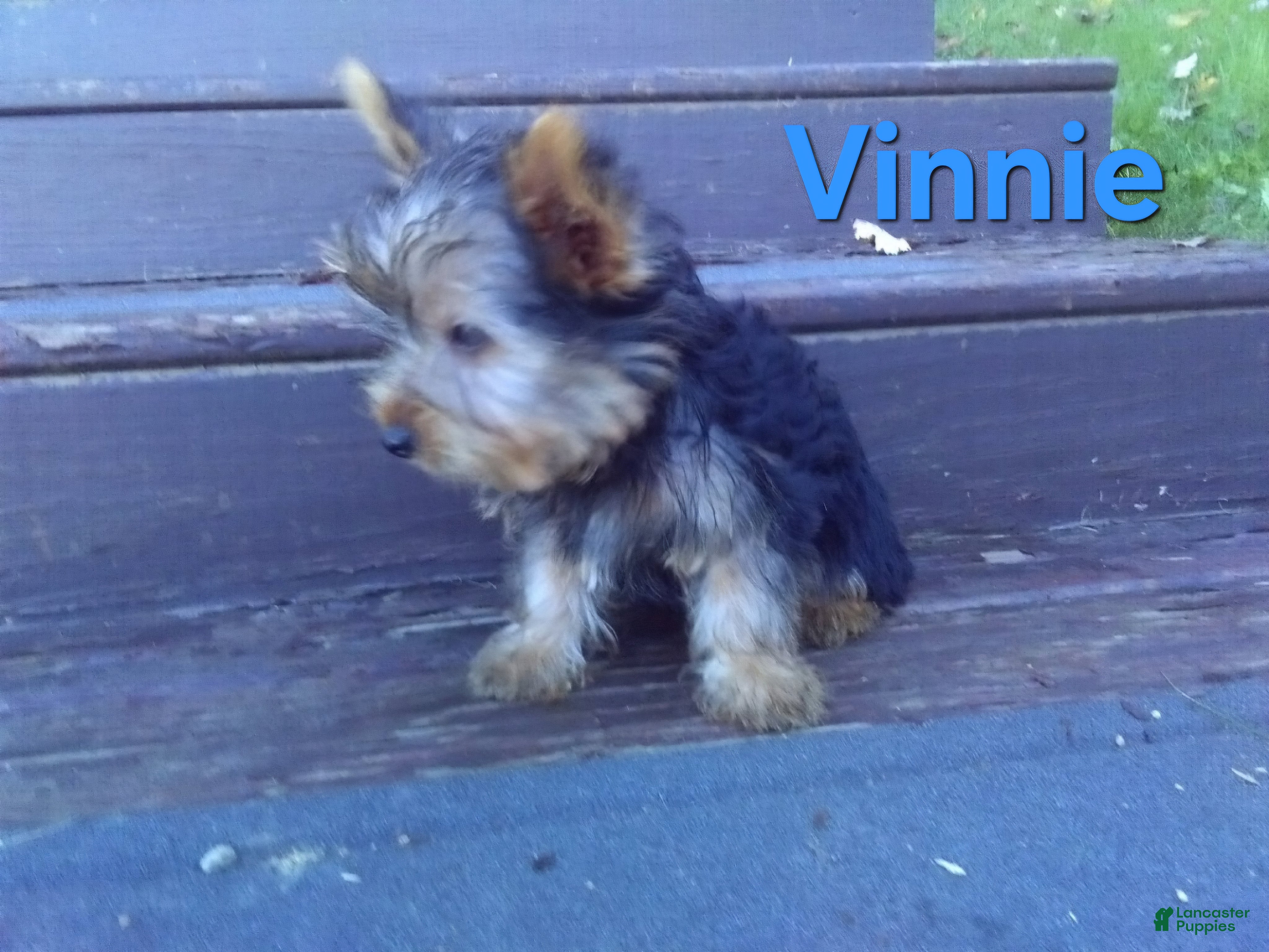 Yorkshire Terrier dogs Vinnie - Ad 1