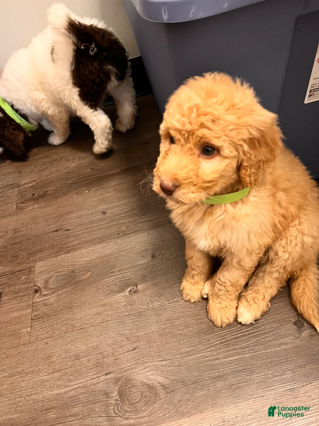 Labradoodle dogs for sale: Labradoodle Puppy 5 - Ad 4
