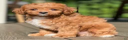 Cavapoo dogs for sale: Ollie - Ad 1