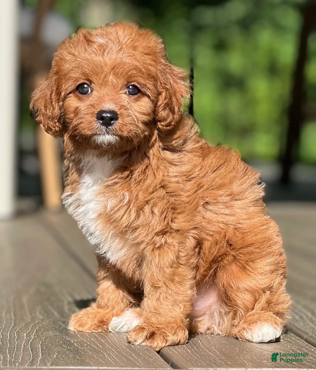 Cavapoo dogs for sale: Ollie - Ad 1