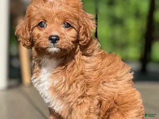 Cavapoo dogs for sale: Ollie - Ad 3