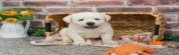 Labrador Retriever dogs for sale: Junior  - Ad 2