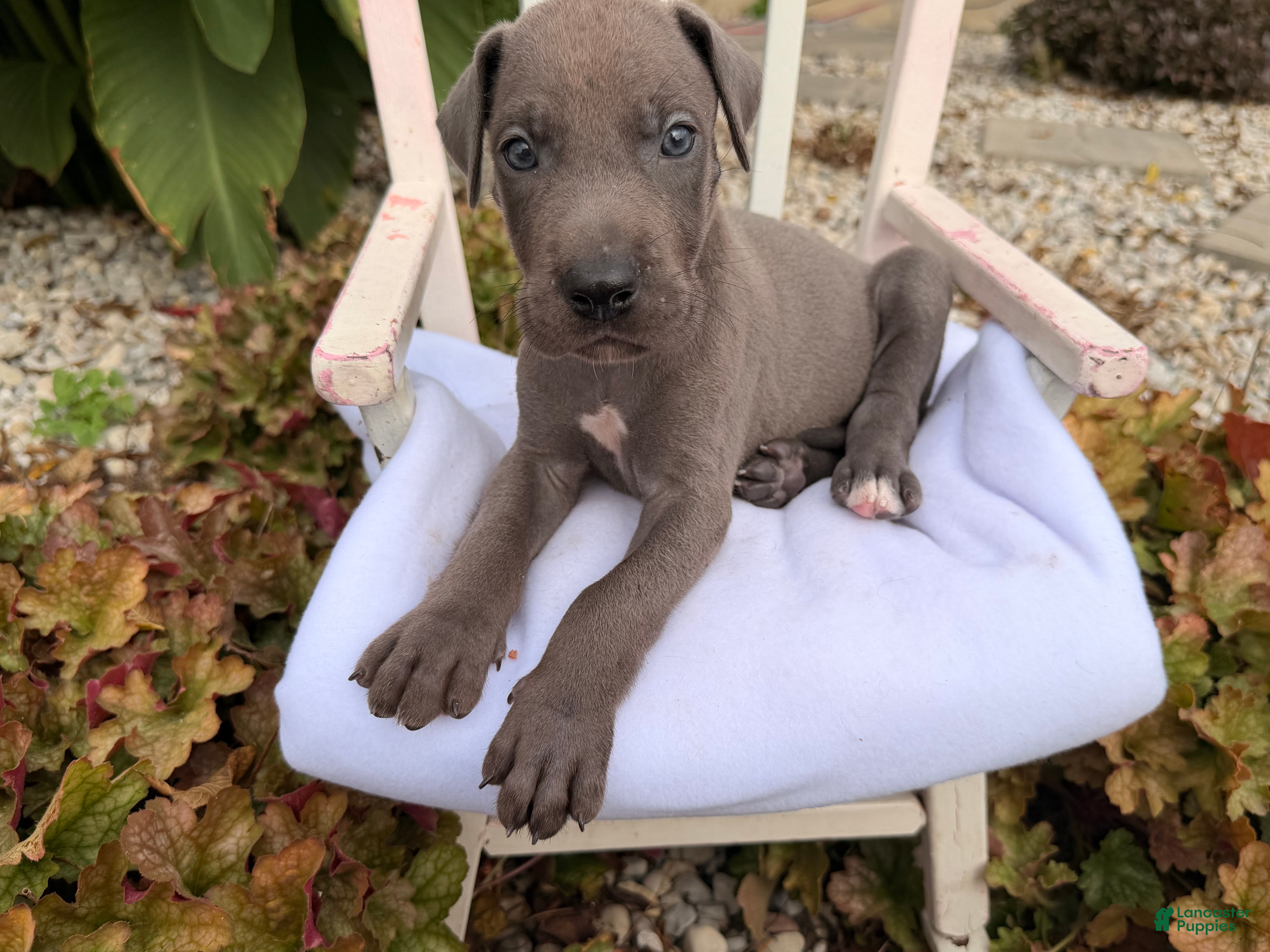 Great Dane dogs Oliver  - Ad 2