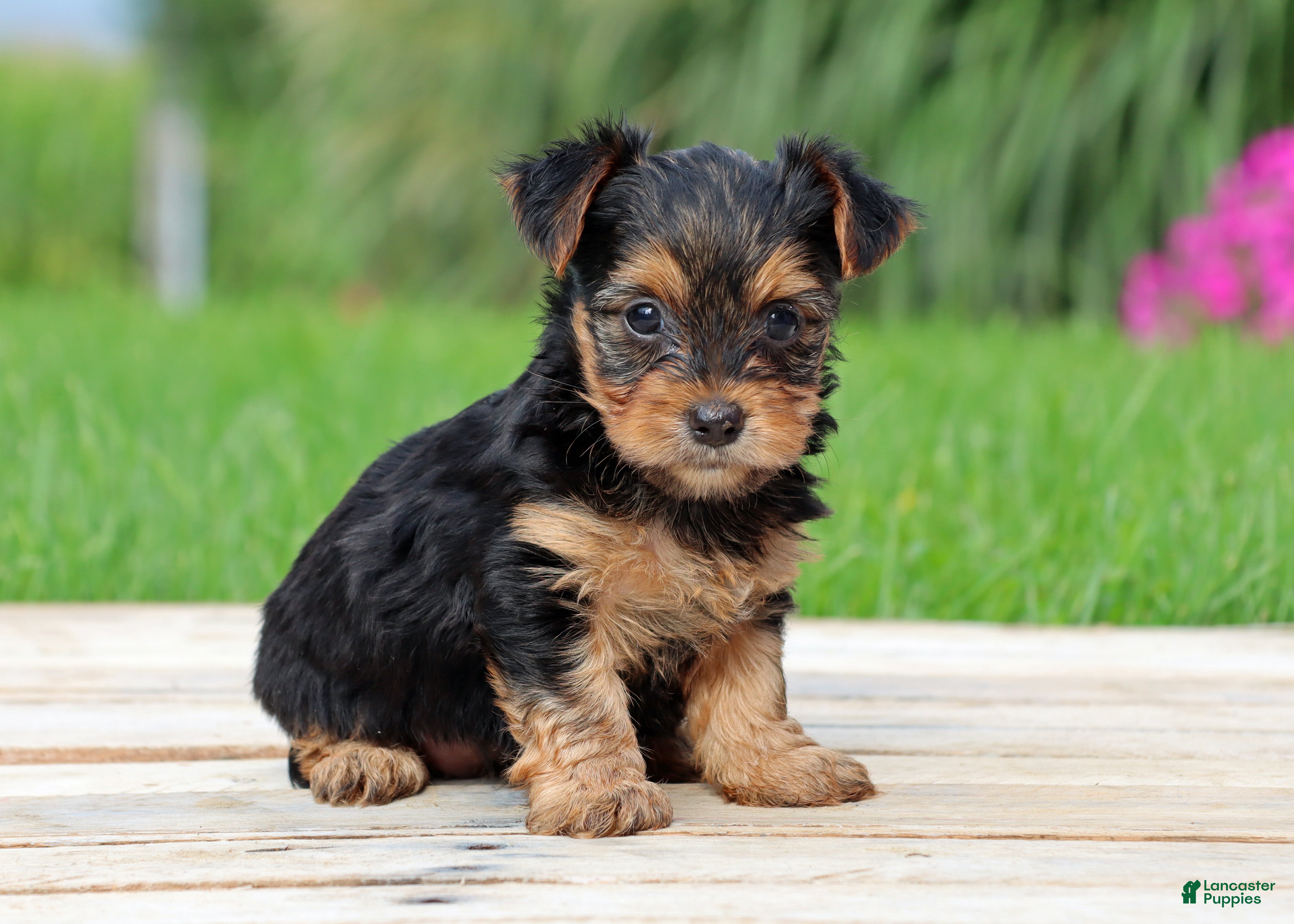 Yorkshire Terrier dogs Izzy - Ad 2