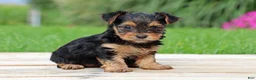 Yorkshire Terrier dogs for sale: Izzy - Ad 2