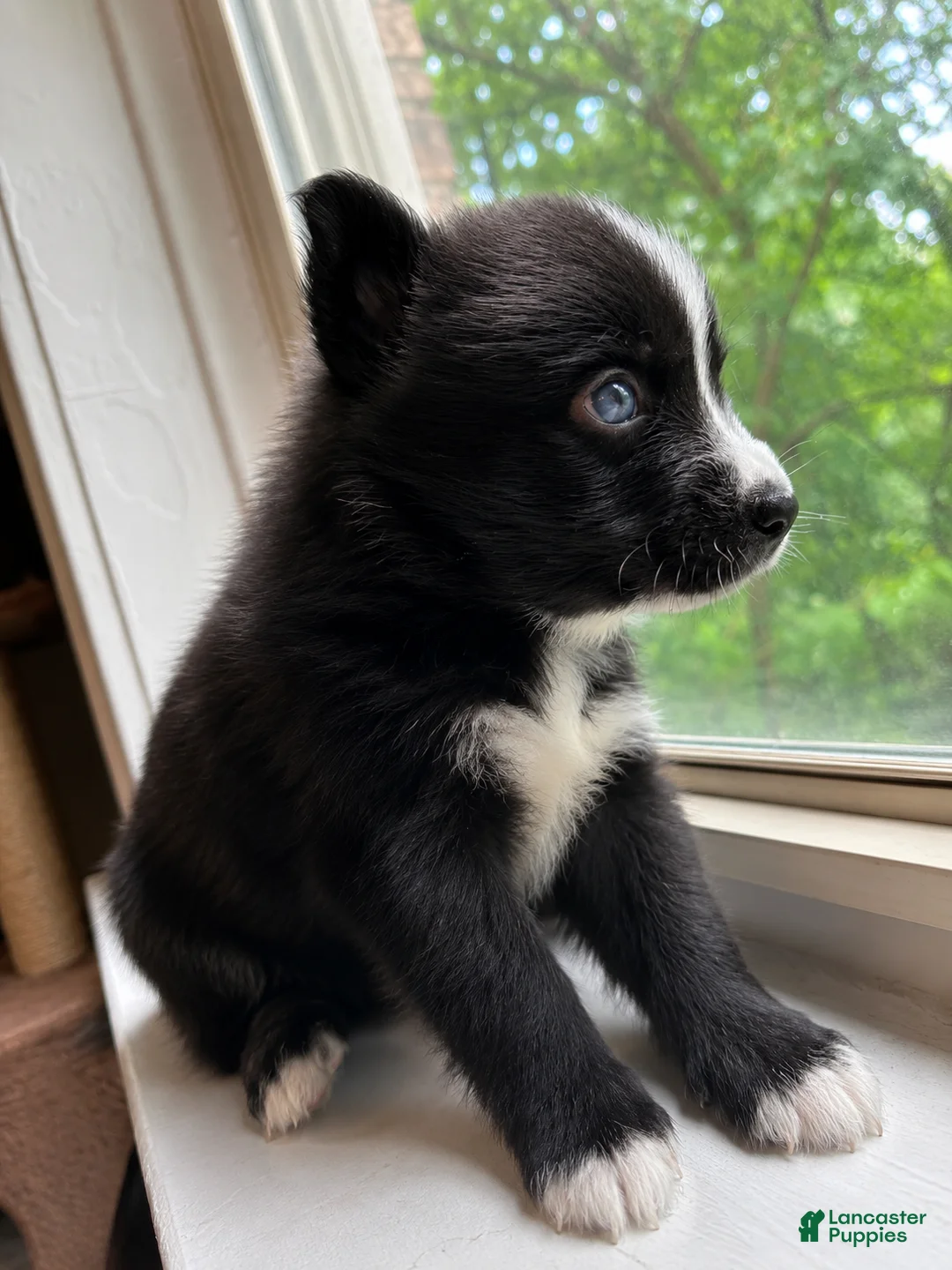 Pomsky dogs for sale: Blue  - Ad 2