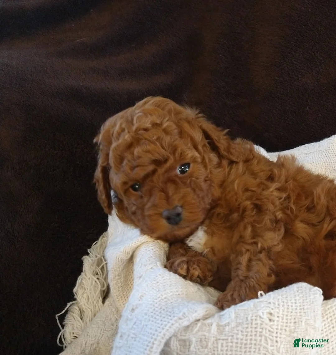 Toy Poodle dogs for sale: Archie - Ad 6