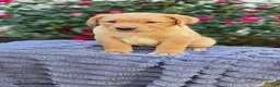 Labrador Retriever dogs for sale: Sprinkles - Ad 3